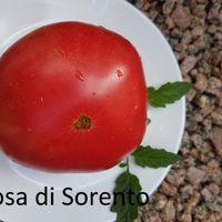 Rosa di Sorento
